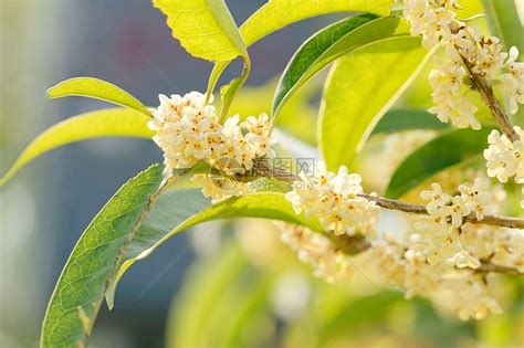 桂花特性|桂花的特点